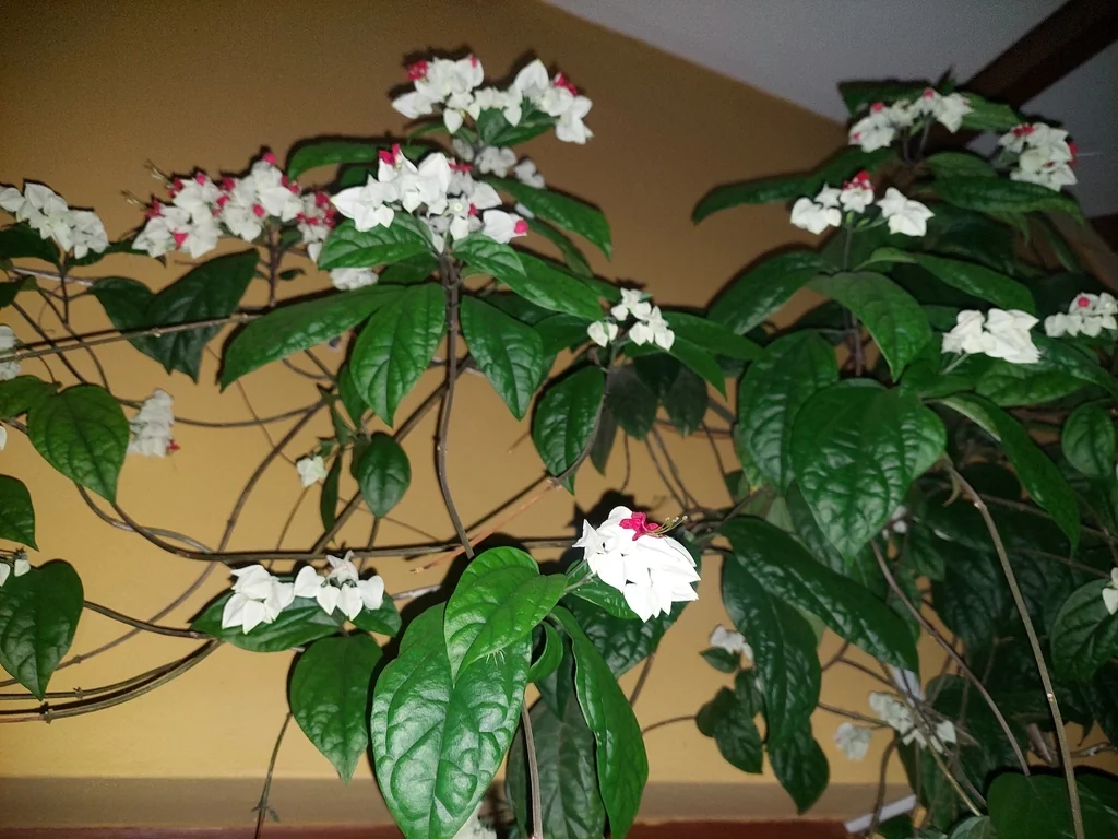 Clerodendrum Thomsoniae