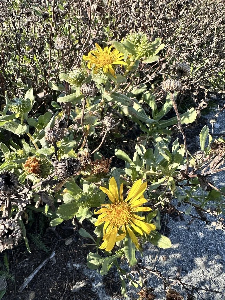 Grindelia stricta