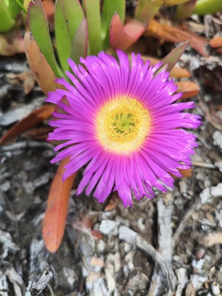 Carpobrotus Chilensis