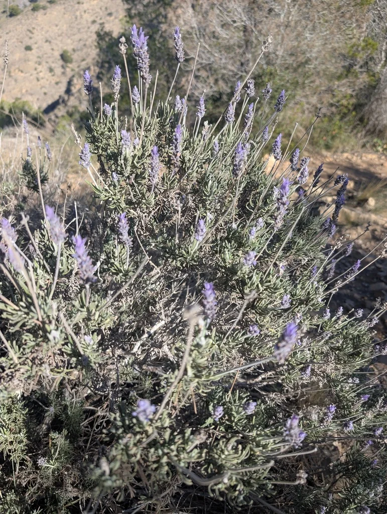 Lavandula Dentata