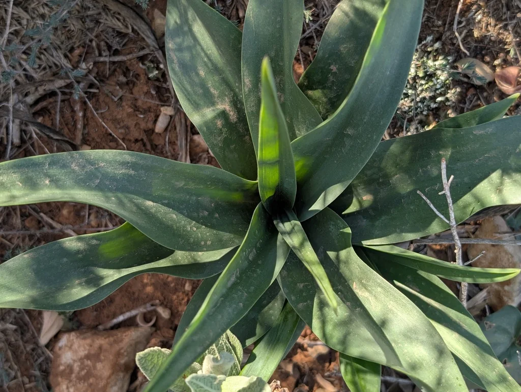 Drimia maritima