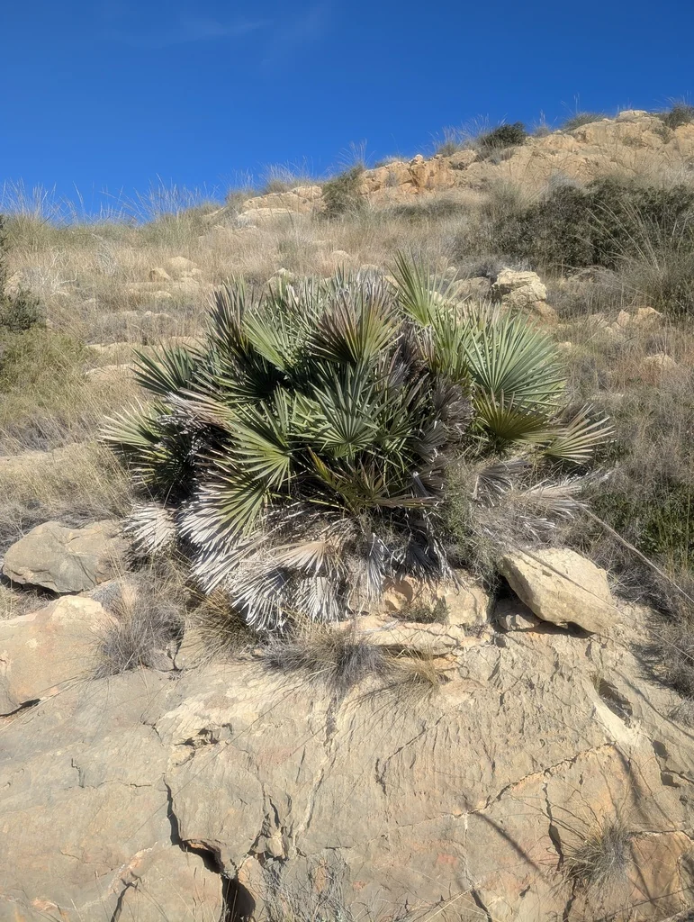 Chamaerops Humilis