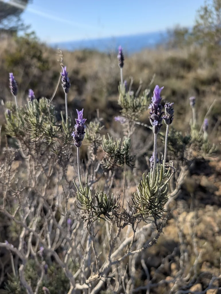 Lavandula Dentata