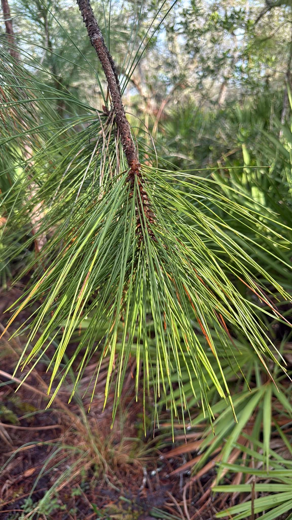 Pinus Elliotii