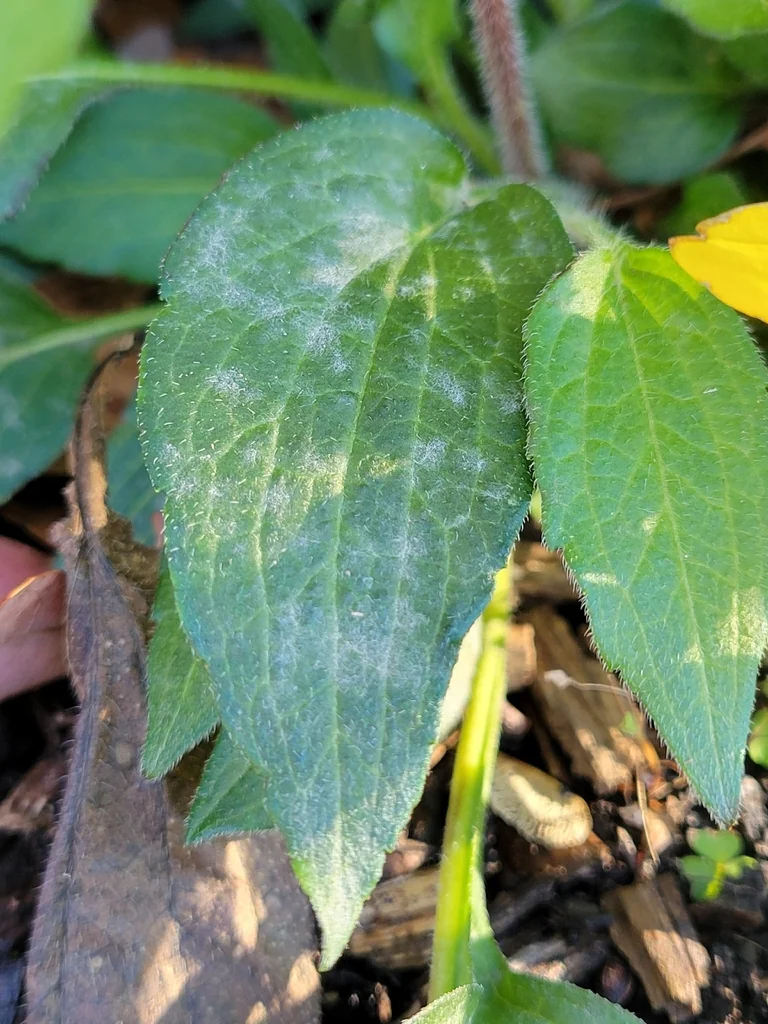 Rudbeckia Fulgida