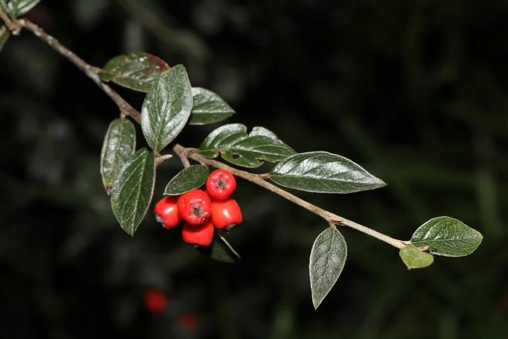 Cotoneaster Franchetii