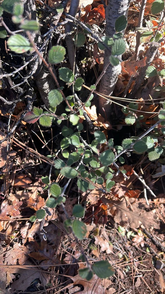 Cercocarpus Betuloides