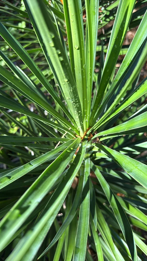 Yucca Aloifolia