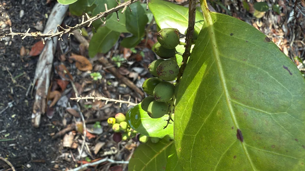 Coccoloba Diversifolia