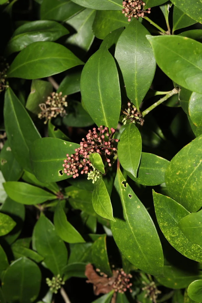 Skimmia Japonica