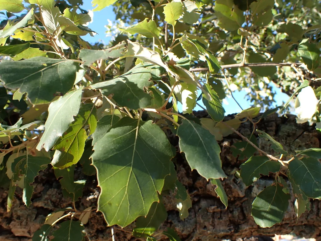 Quercus Suber