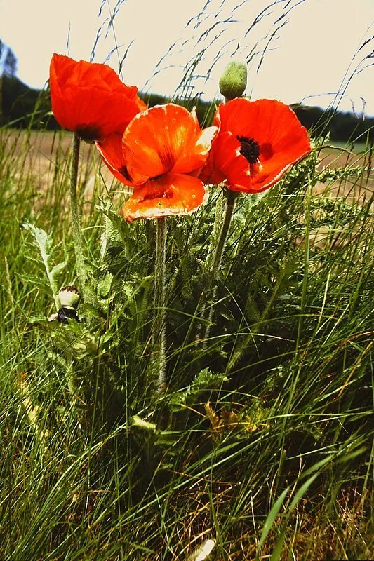 Papaver Orientale