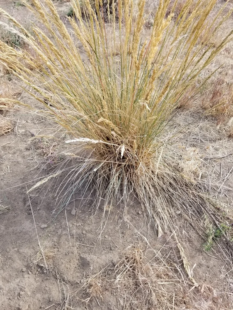 Poa Secunda