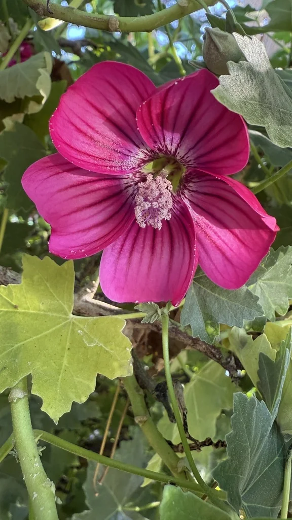 Lavatera Assurgentiflora