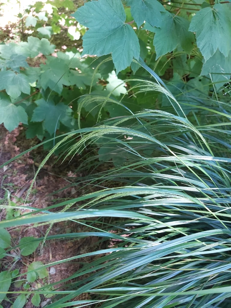 Anemanthele Lessoniana