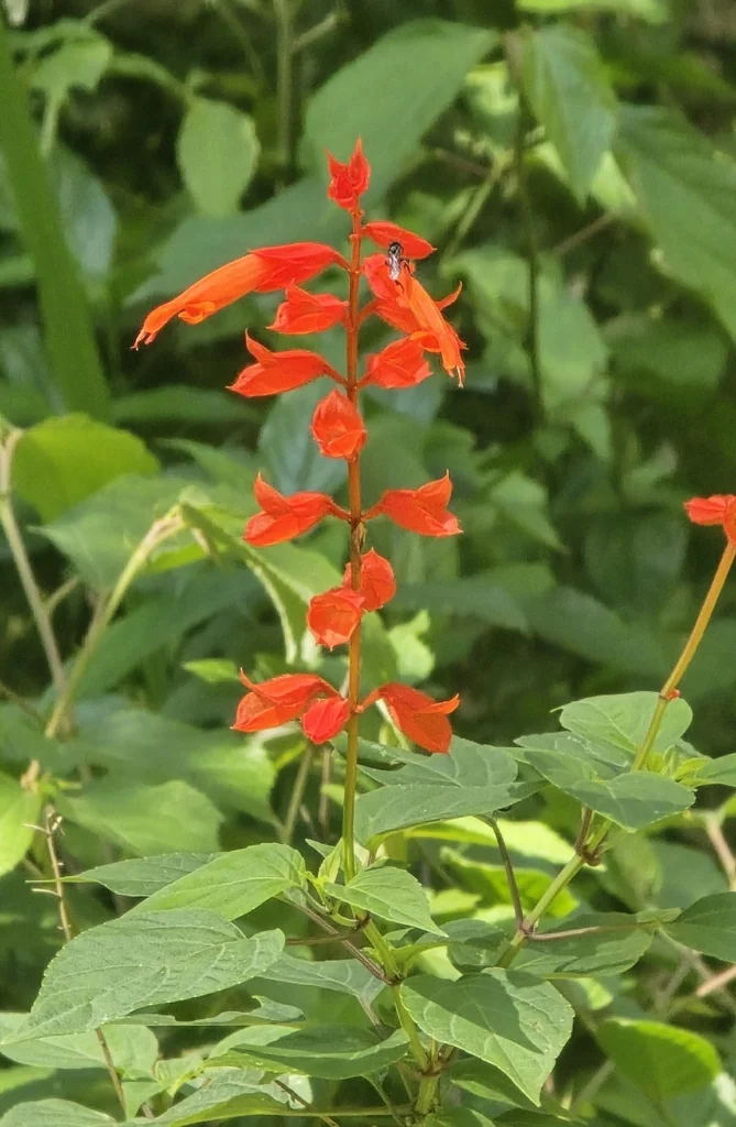 Salvia Splendens