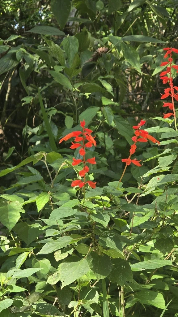Salvia Splendens