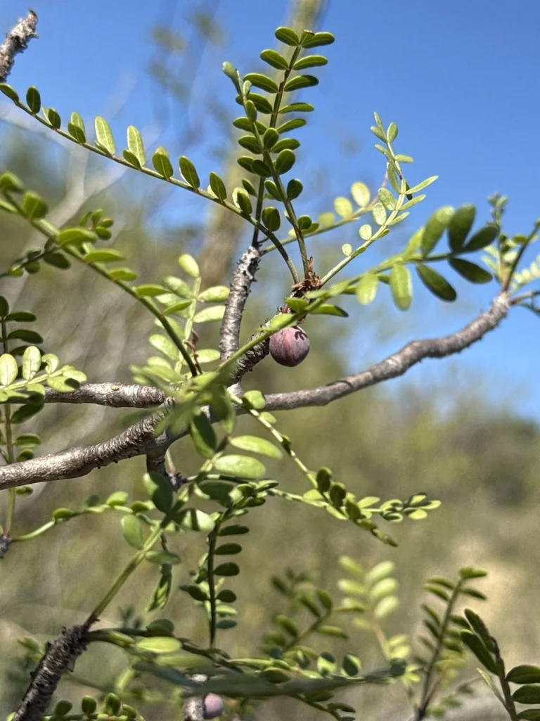 Bursera Microphylla