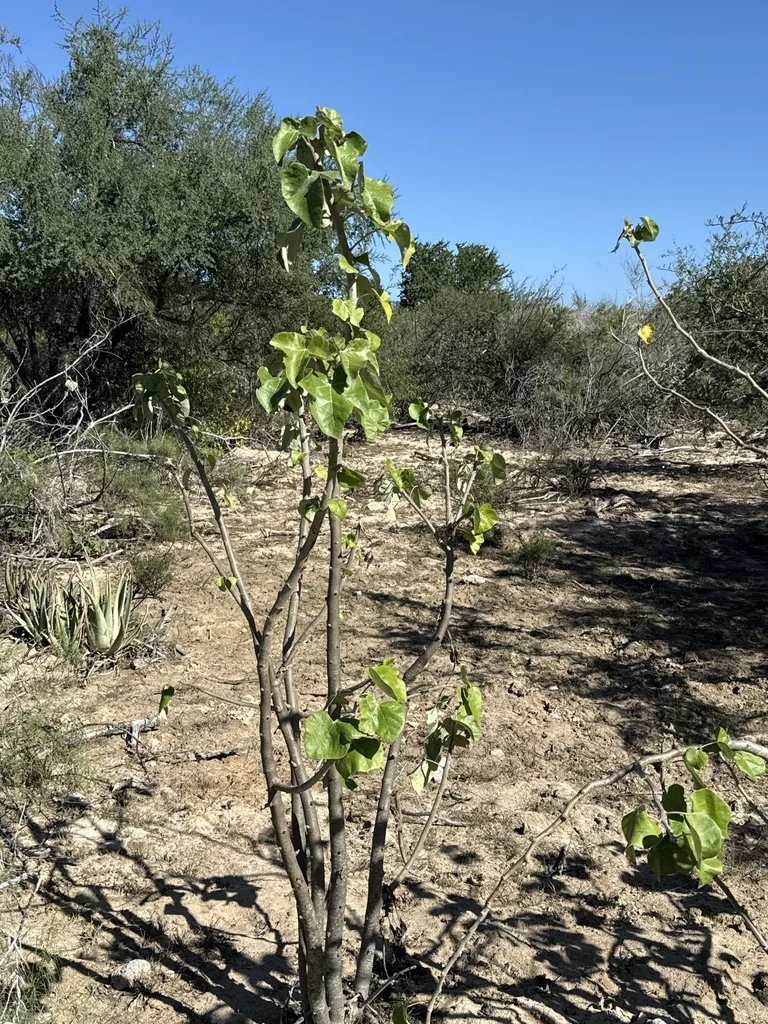Jatropha Cinerea
