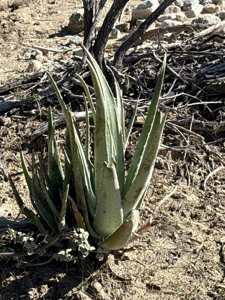 Aloe Vera