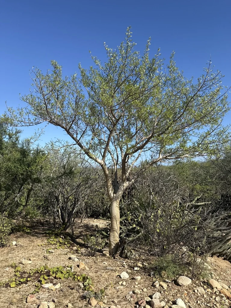 Bursera Microphylla