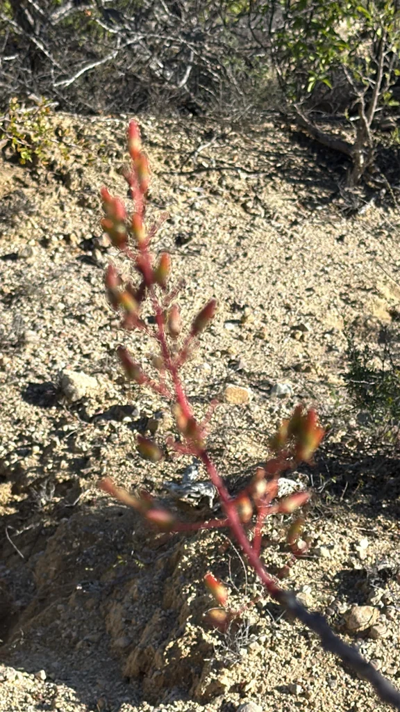 Fouquieria Diguetii