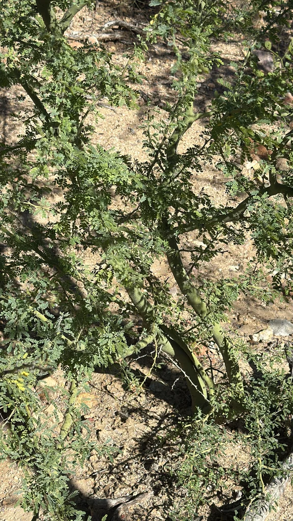 Parkinsonia Praecox