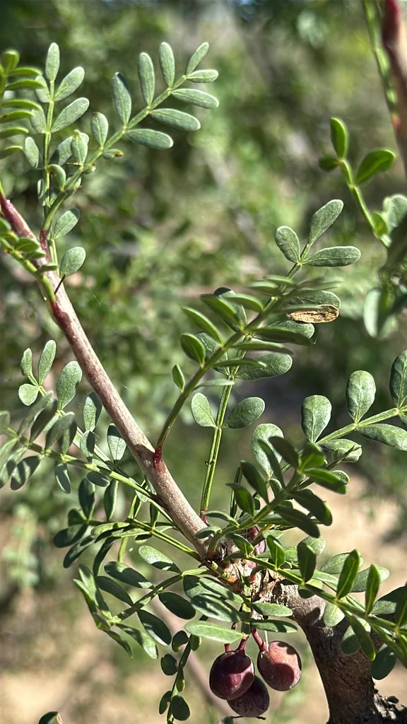 Bursera Microphylla