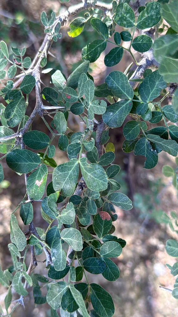 Pithecellobium Dulce