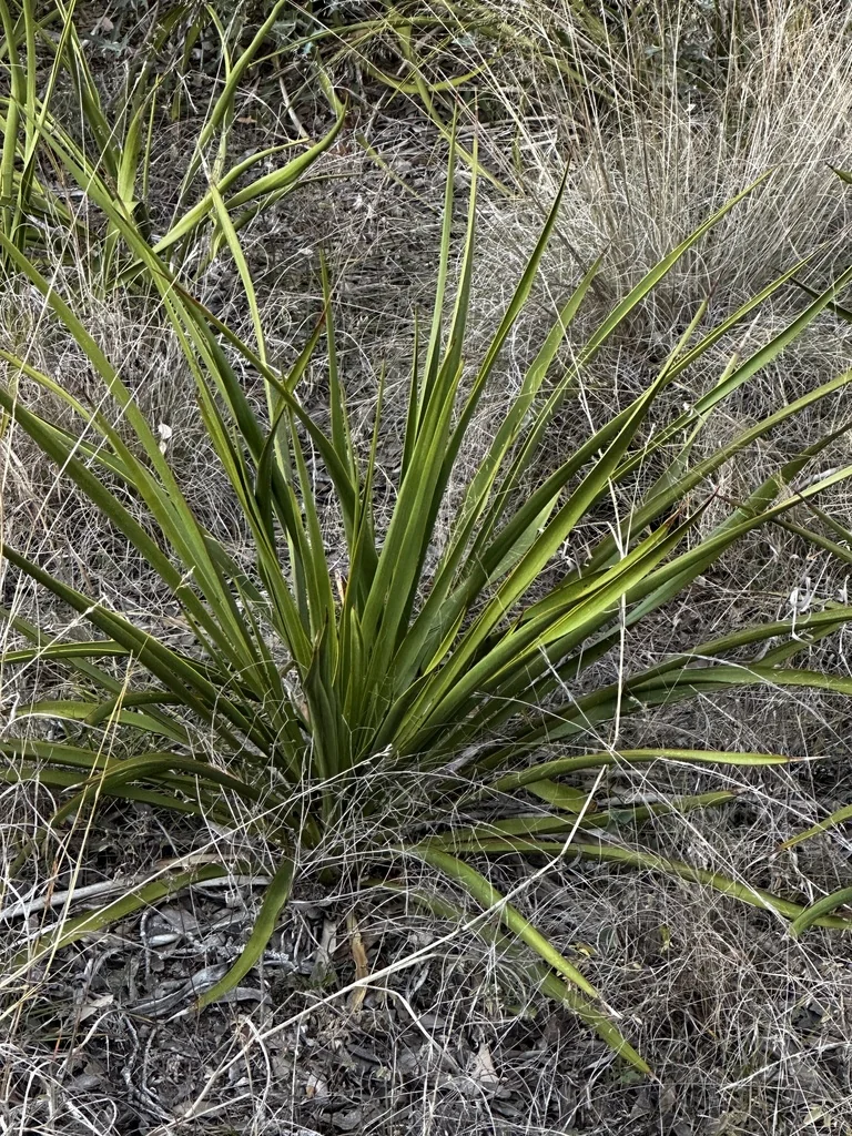 Yucca Rupicola