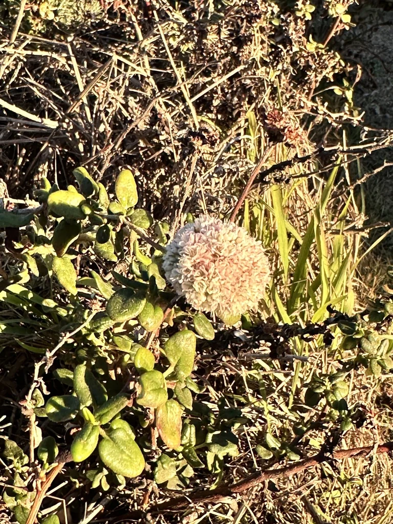 Eriogonum parvifolium