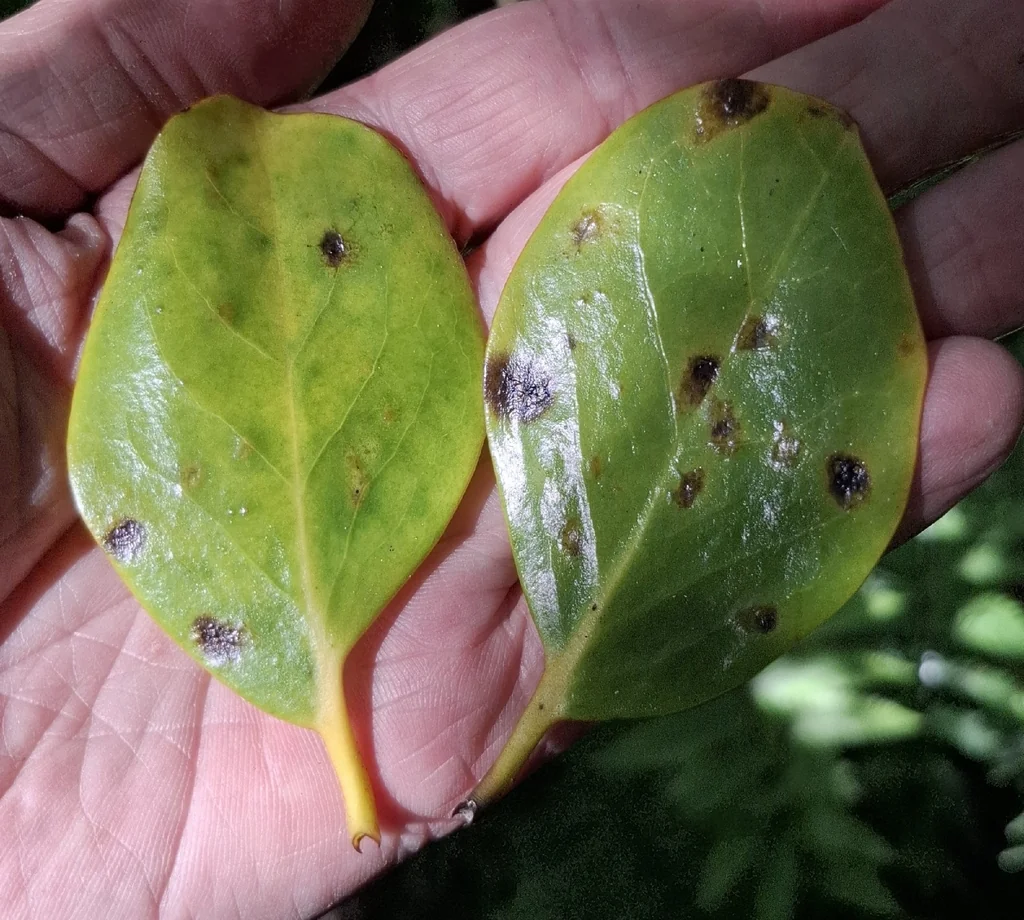 Griselinia Lucida