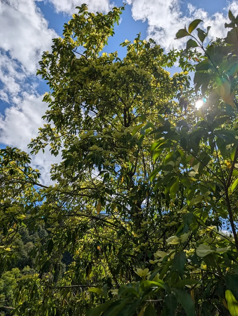 Cornus Capitata