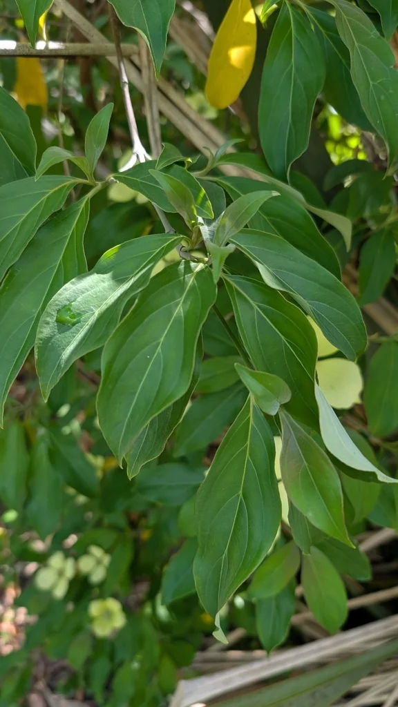Cornus Capitata