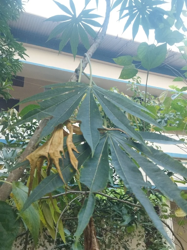 Jatropha Multifida