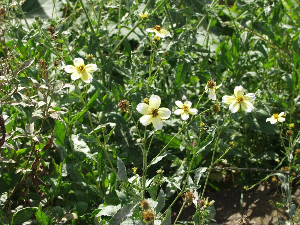 Bidens ferulifolia