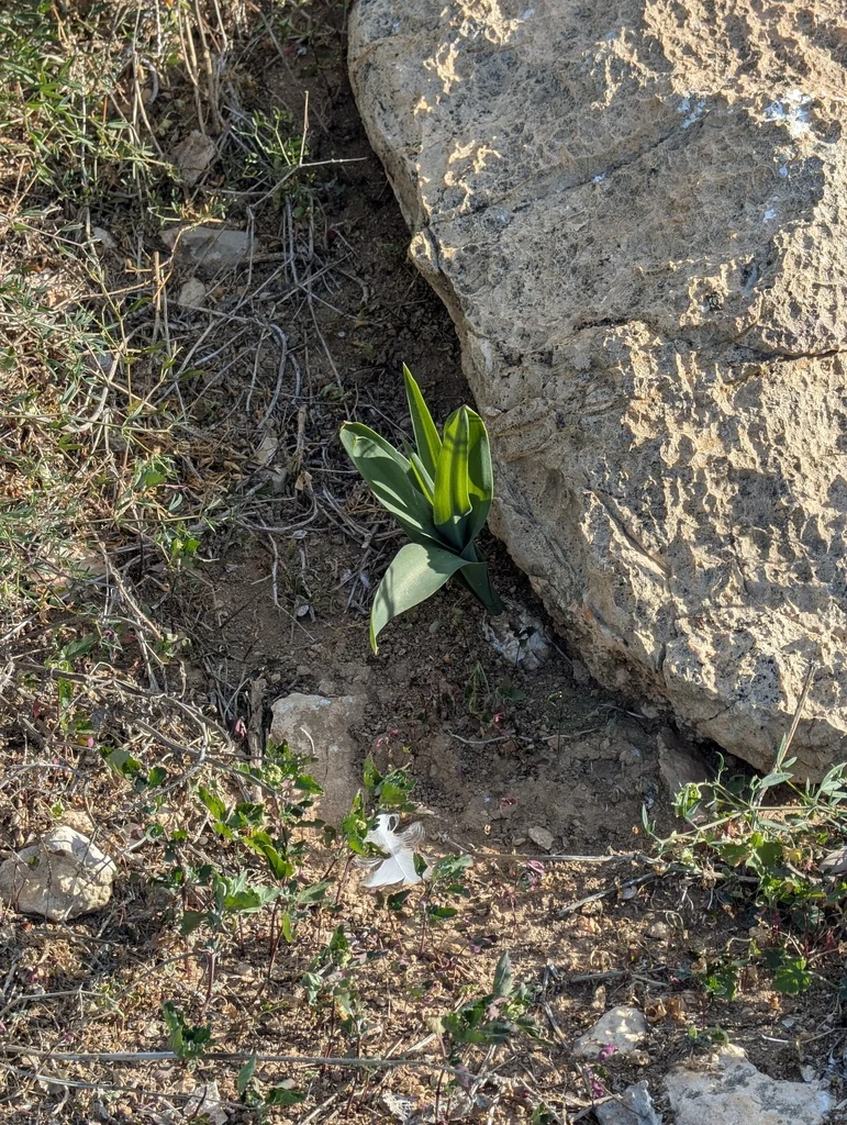 Drimia maritima
