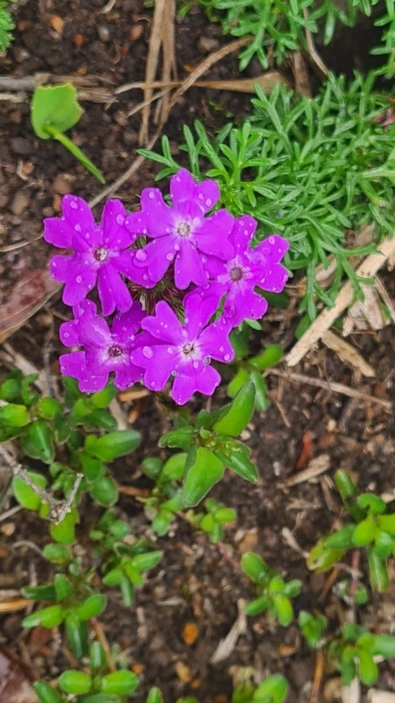 Verbena Tenuisecta