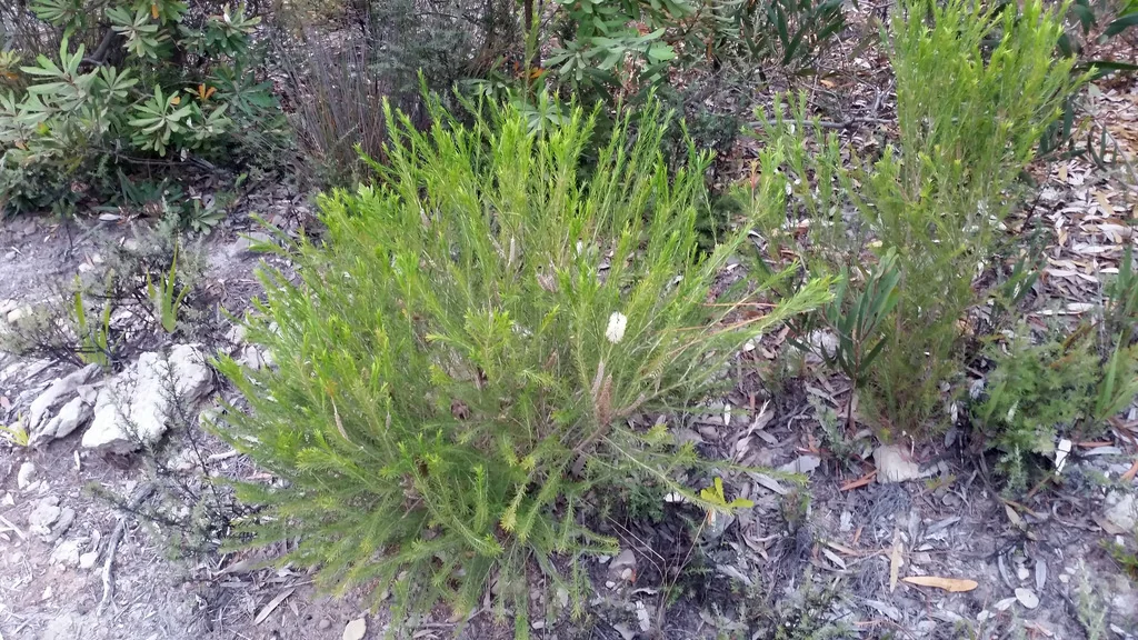 Melaleuca Armillaris