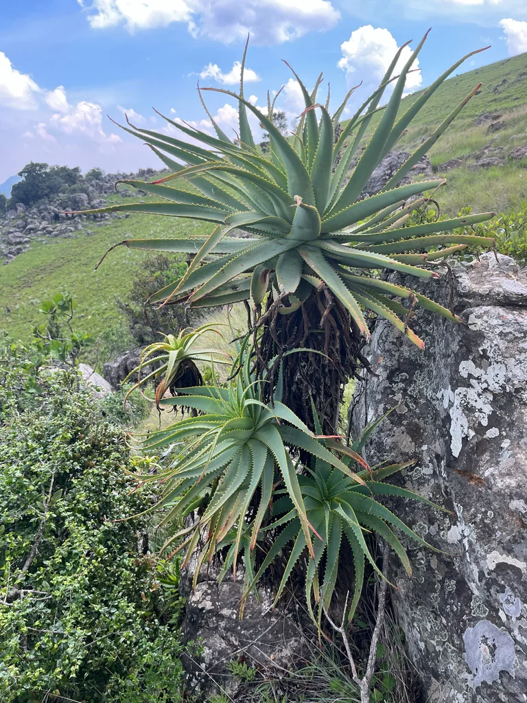 Aloe Arborescens