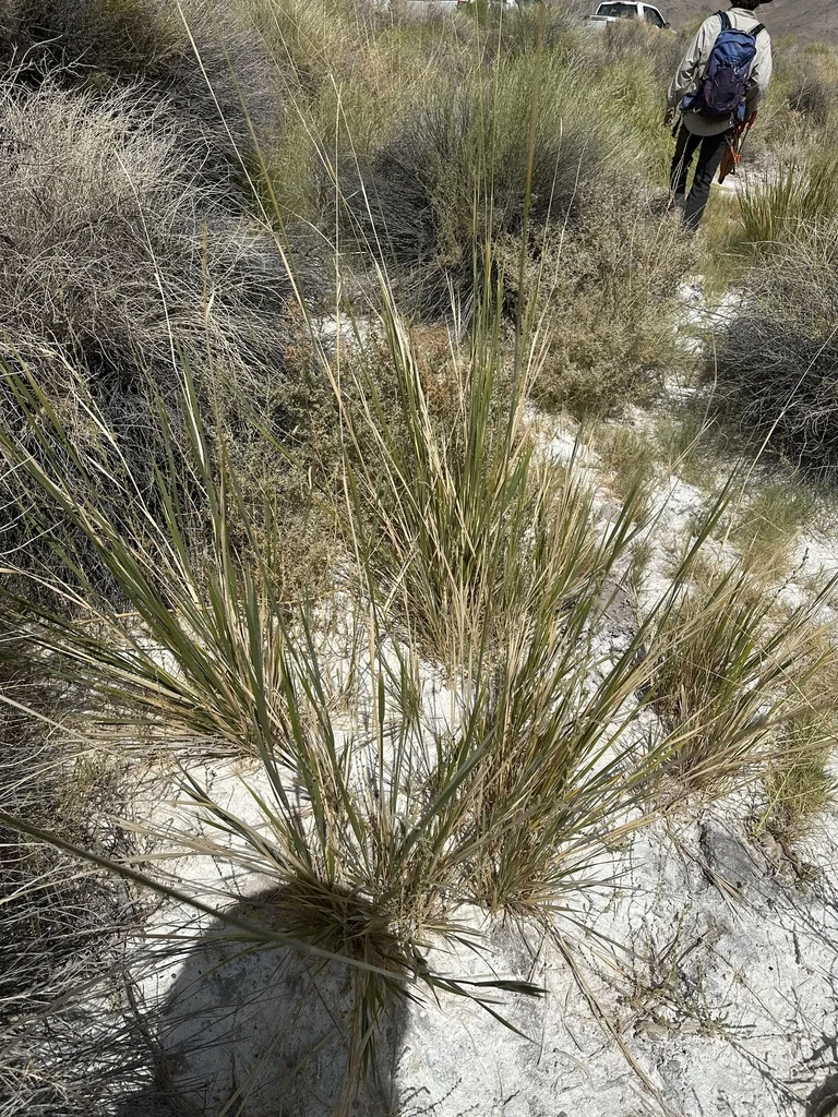 Leymus Cinereus