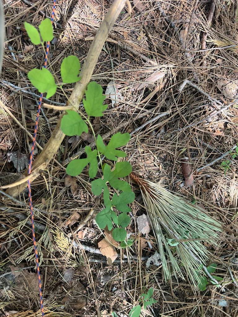 Symphoricarpos Mollis