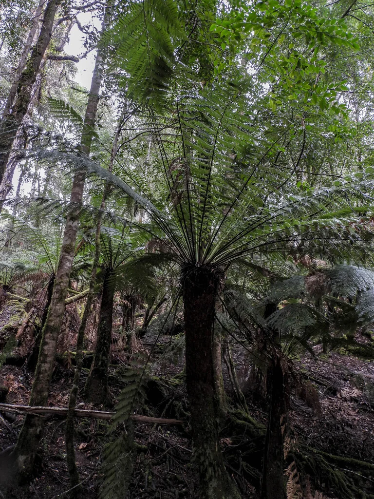Dicksonia Antarctica