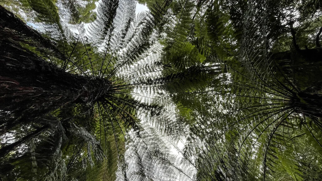 Dicksonia Antarctica