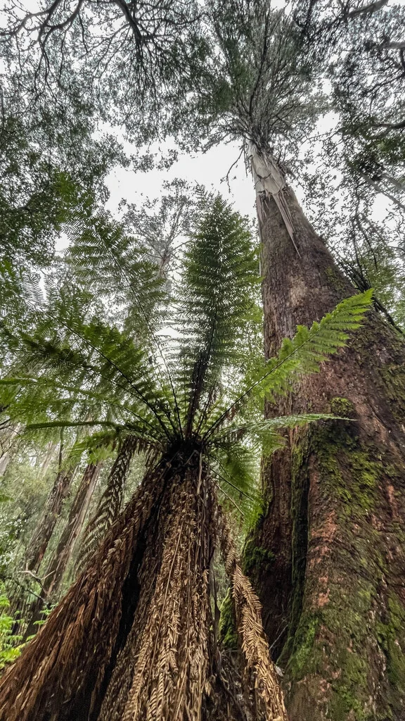 Dicksonia Antarctica
