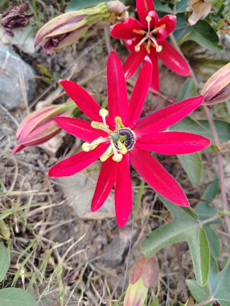 Passiflora Manicata