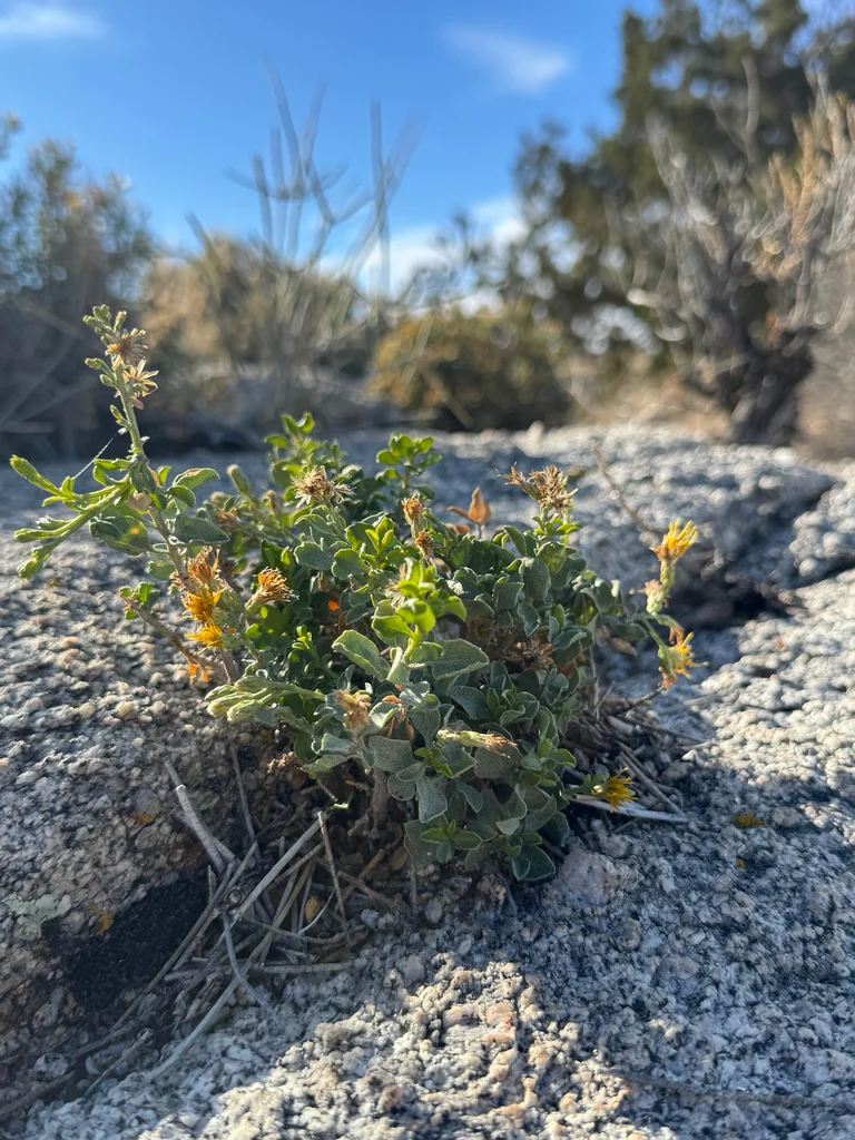 Ericameria Cuneata