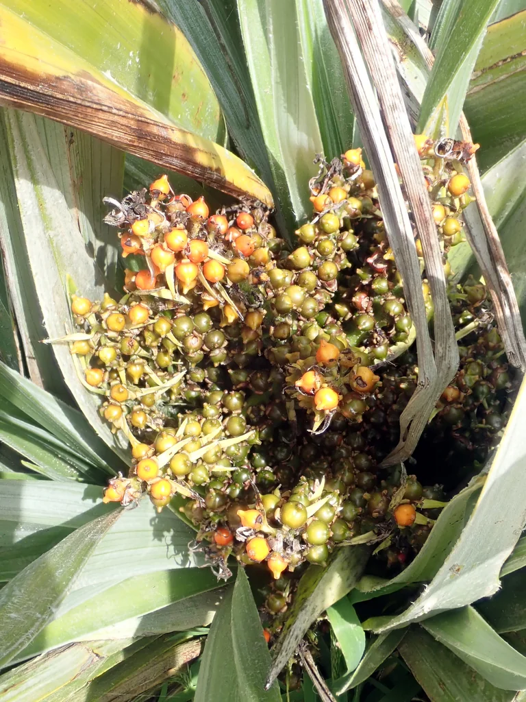 Astelia Chathamica