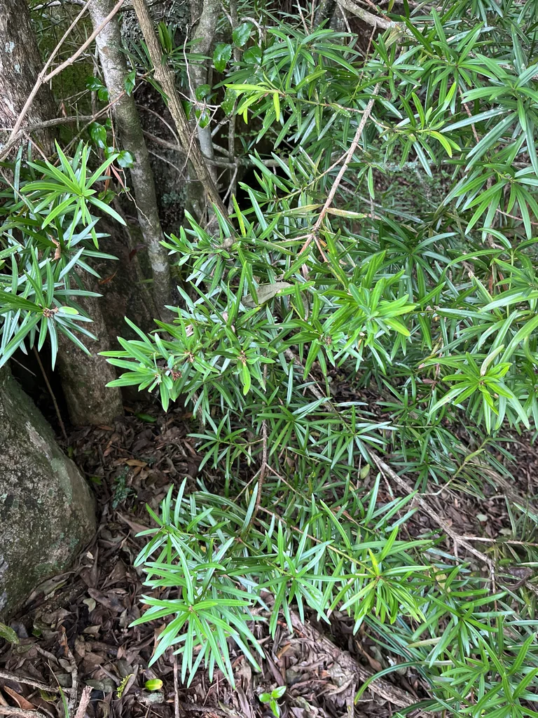 Podocarpus Latifolius