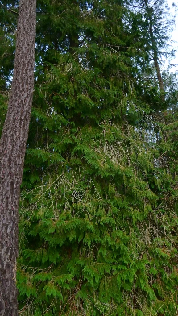 Chamaecyparis lawsoniana